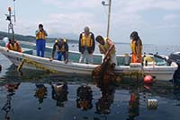 昆布漁業体験（船上）